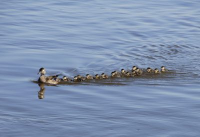 A photo that will be used on Mainspring's board along the Story Walk at Parker Meadows