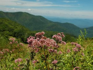 Wildflower Hike at Gibson Bottoms @ Mainspring's Gibson Bottoms Preserve