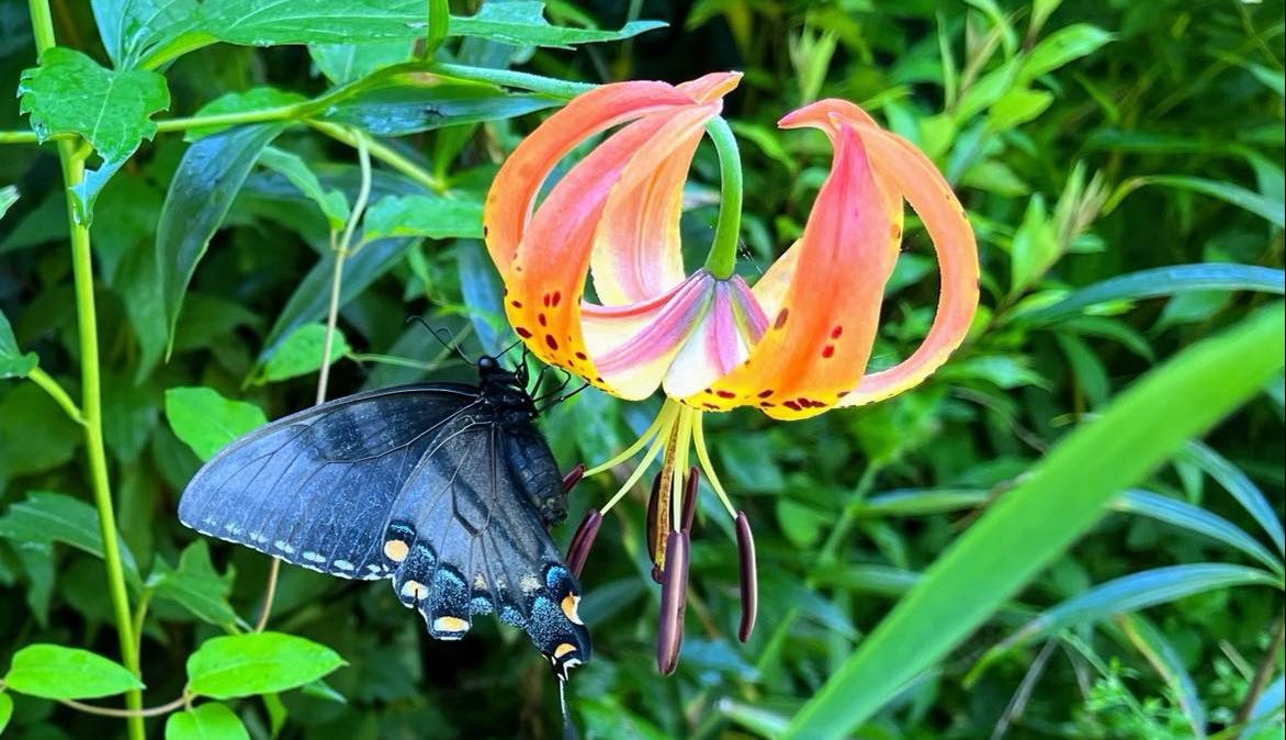 Turk’s Cap Lily Rescue Work Day