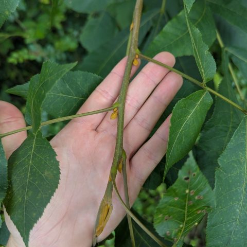 Bitternut Hickory (Carya cordiformis)
