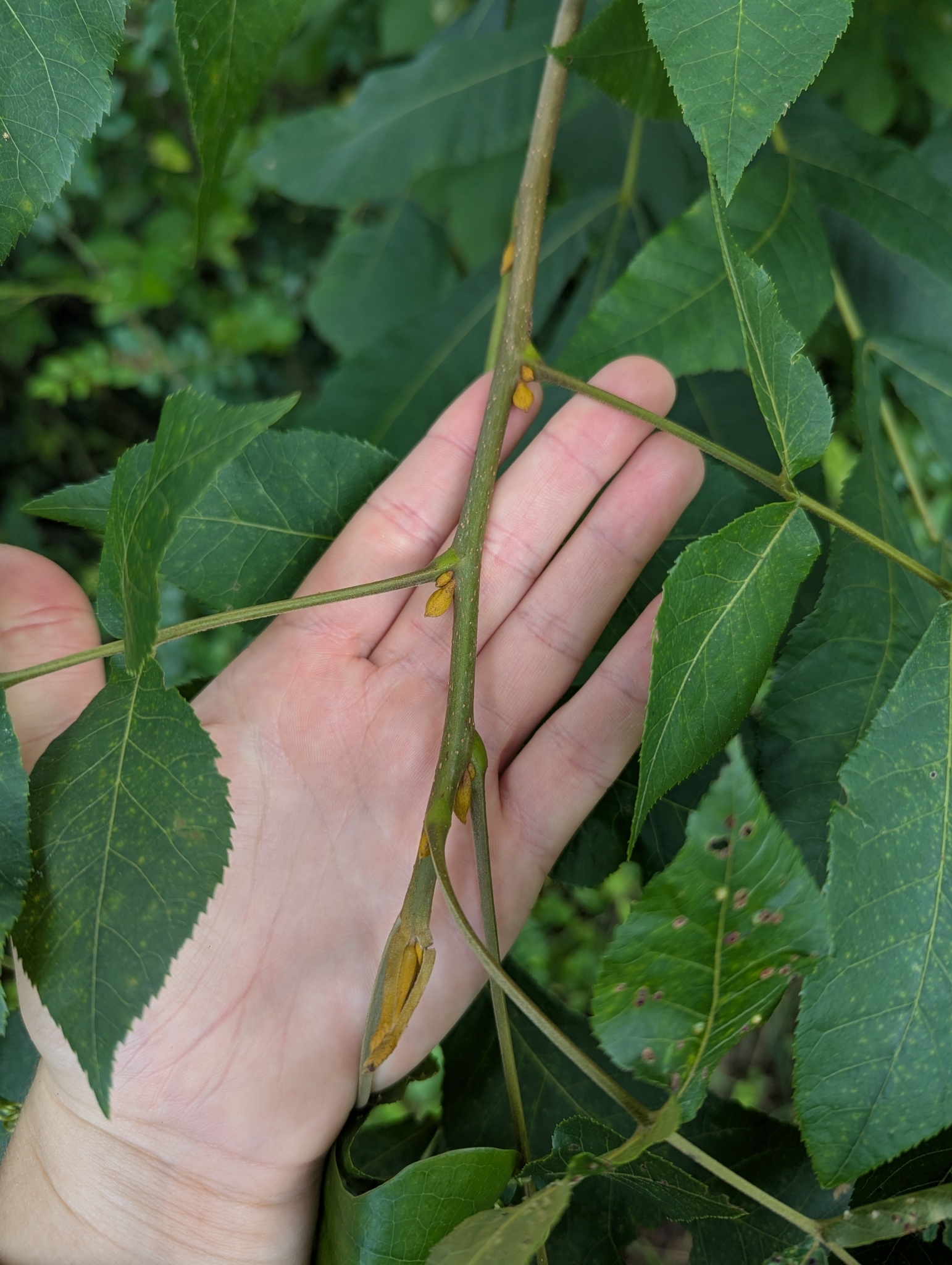 Bitternut Hickory (Carya cordiformis)