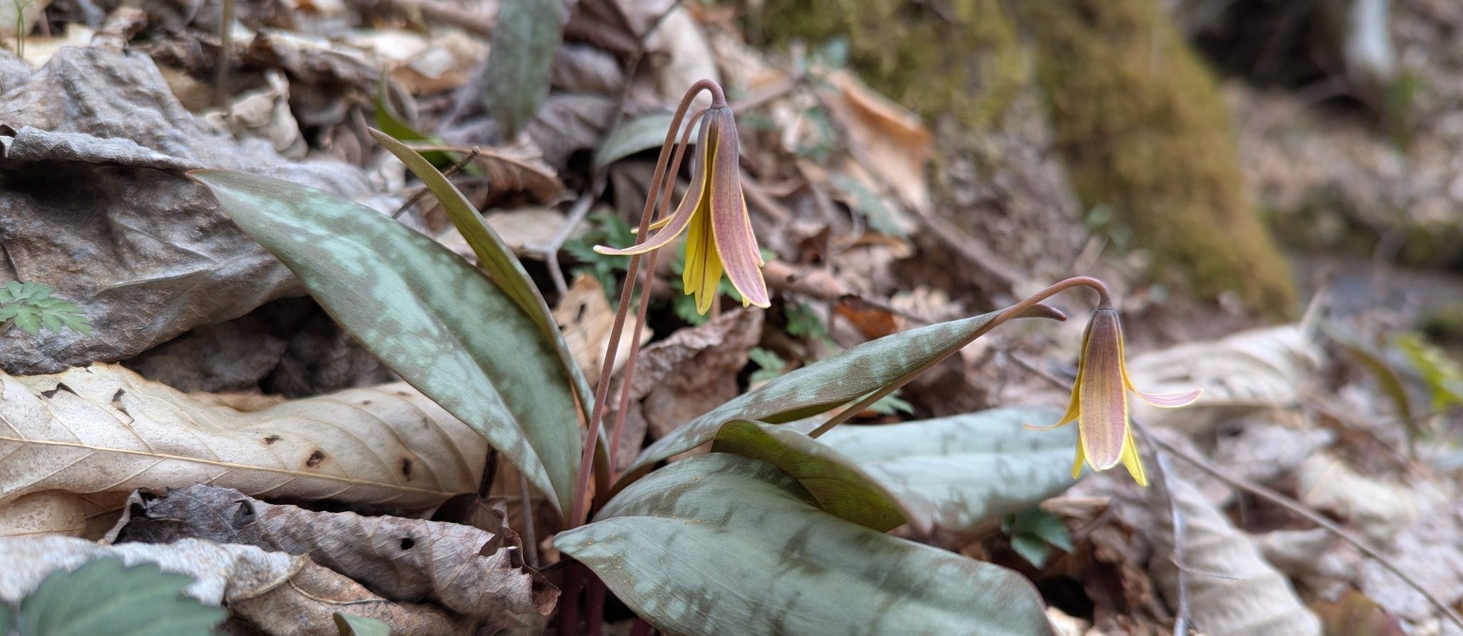 Erythronium umbilicatum